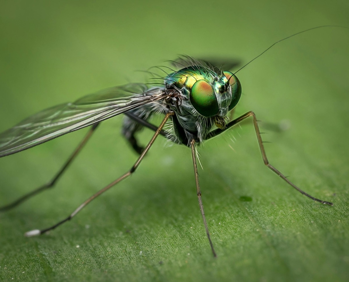 Un studiu scoate la iveală motivul pentru care unii țânțari înțeapă mai mult decât alții. Foto: pexels.com