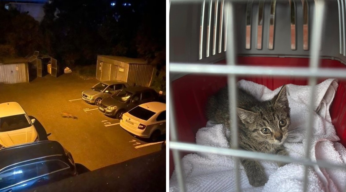 O vulpe a omorât mai multe pisici în cartierul Mărăști | Foto:  Protectia Animalelor Cluj - Facebook