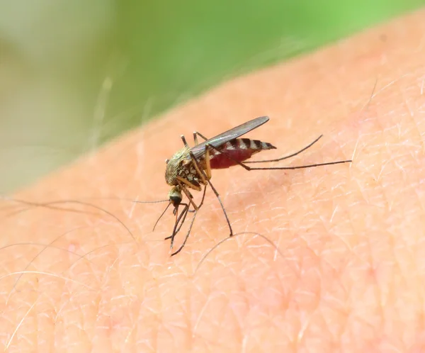 Iată 10 ingrediente naturale care țin țânțarii la distanță | Foto: depositphotos.com