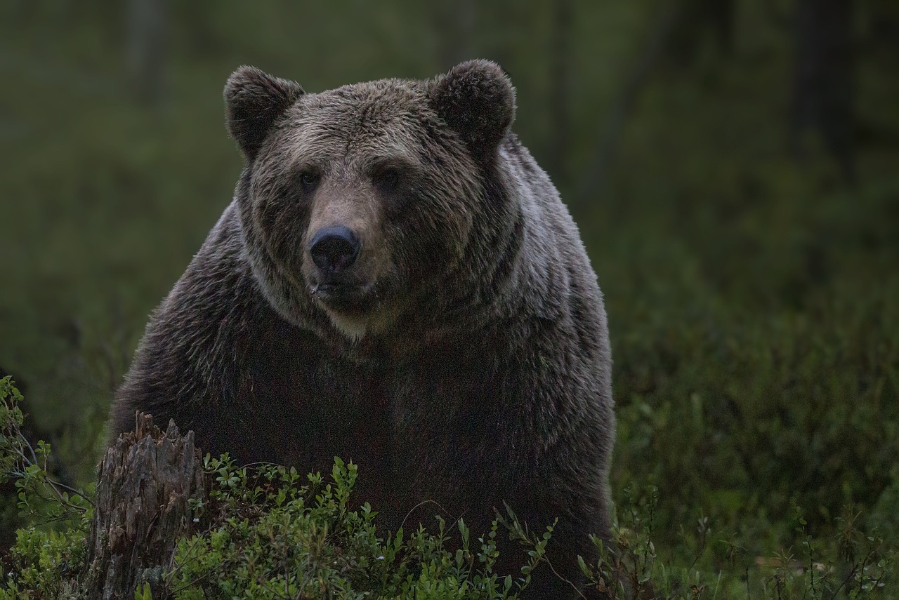 Italienii vor să trimită în România un urs periculos care a atacat un turist în Trento | Foto: pixabay.com