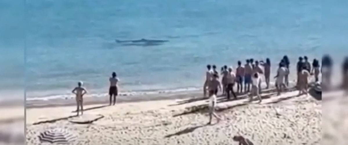 Un rechin uriaș a fost filmat la câțiva metri de turiști pe o plajă spaniolă. Foto: captură Screen Queens