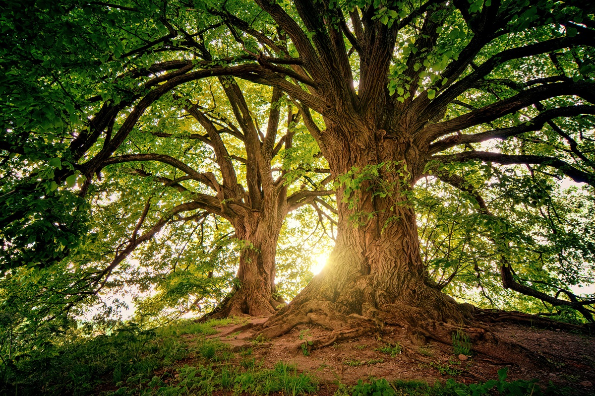 Un copac echivalează cu două aparate de aer condiționat. Foto: pexels.com