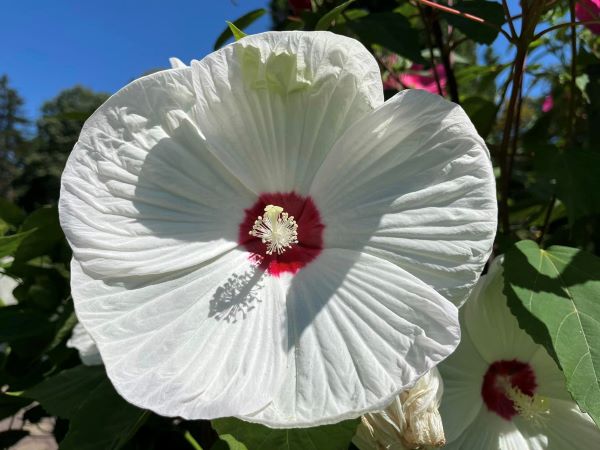 Hibiscus și canna la Grădina Botanică din Cluj | Foto:  Grădina Botanică "Alexandru Borza" Cluj-Napoca Universitatea Babeș-Bolyai – Facebook