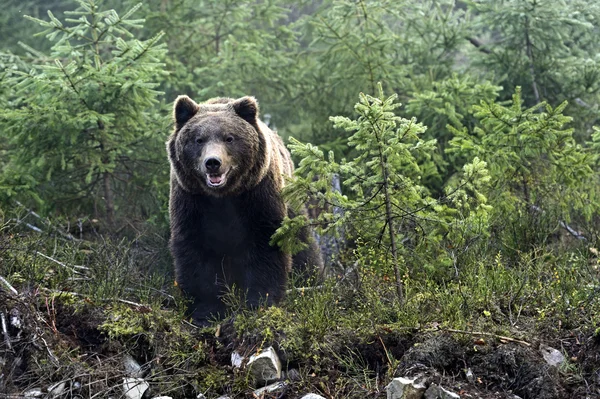 A început relocarea urşilor „cerşetori” de pe Transfăgărăşan | Foto: Depositphotos.com