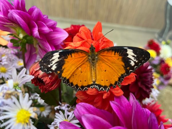 Expoziţie de fluturi la Grădina Botanică din Cluj | Foto: Grădina Botanică „Alexandru Borza” Cluj-Napoca Universitatea Babeș-Bolyai - Facebook