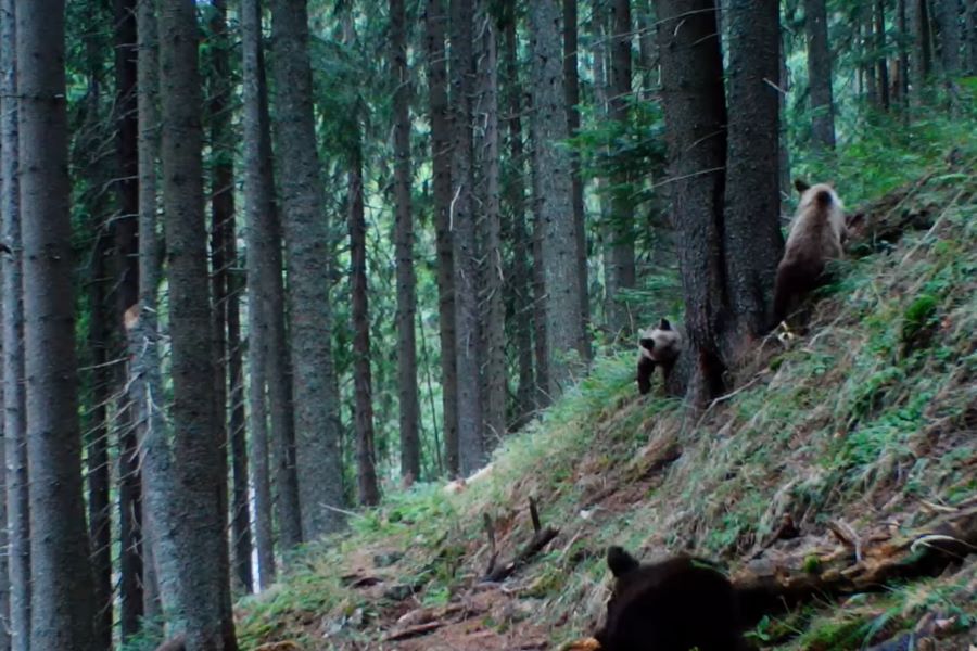 Ursuleți cu chef de joacă într-o pădure din Parcul Natural Călimani | Foto: Regia Nationala a Padurilor - Romsilva - Facebook