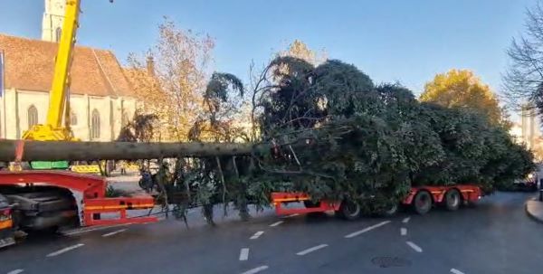 Bradul de Crăciun, adus în Piaţa Unirii din Cluj-Napoca | Foto: monitorulcj.ro