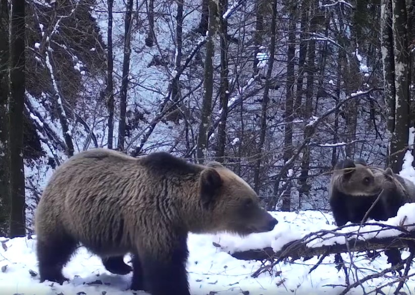 Într-o pădure din Parcul Natural Munții Maramureșului, o ursoaică extrem de curioasă și cei doi pui ai săi au fost surprinși în timp ce cercetau cu atenție una dintre camerele de monitorizare a faunei instalate în zonă | Foto: Regia Nationala a Padurilor - Romsilva - Facebook