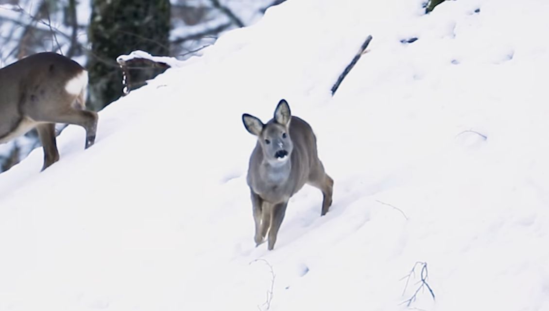 Un pui de căprioară, fascinat de o cameră de supraveghere | Foto: Parcul Natural Apuseni - Facebook