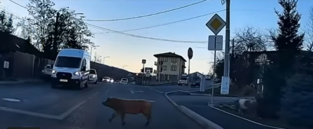 Doi purcei au traversat corect strada pe zebră în Cluj-Napoca, după ce s-au oprit și s-au asigurat la trecerea de pietoni. Foto: Captură Antena 1 / Observator