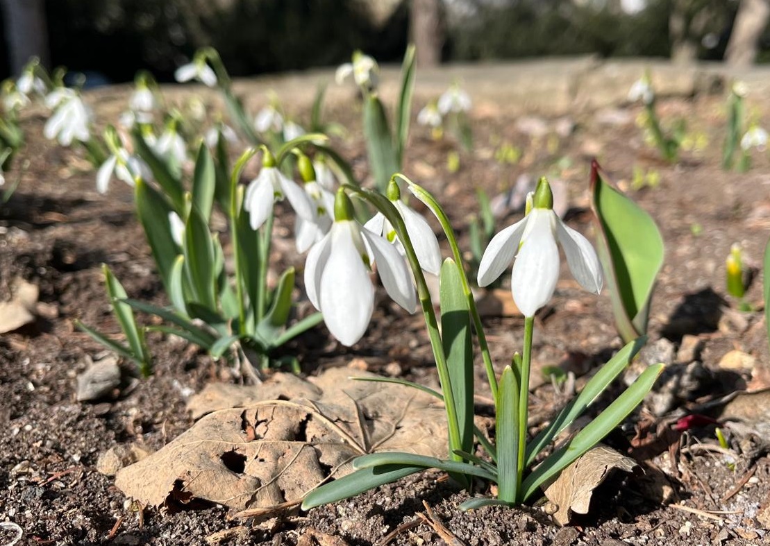 Ghioceii și-au făcut apariția la Grădina Botanică din Cluj | Foto: Grădina Botanică "Alexandru Borza" Cluj-Napoca Universitatea Babeș-Bolyai - Facebook