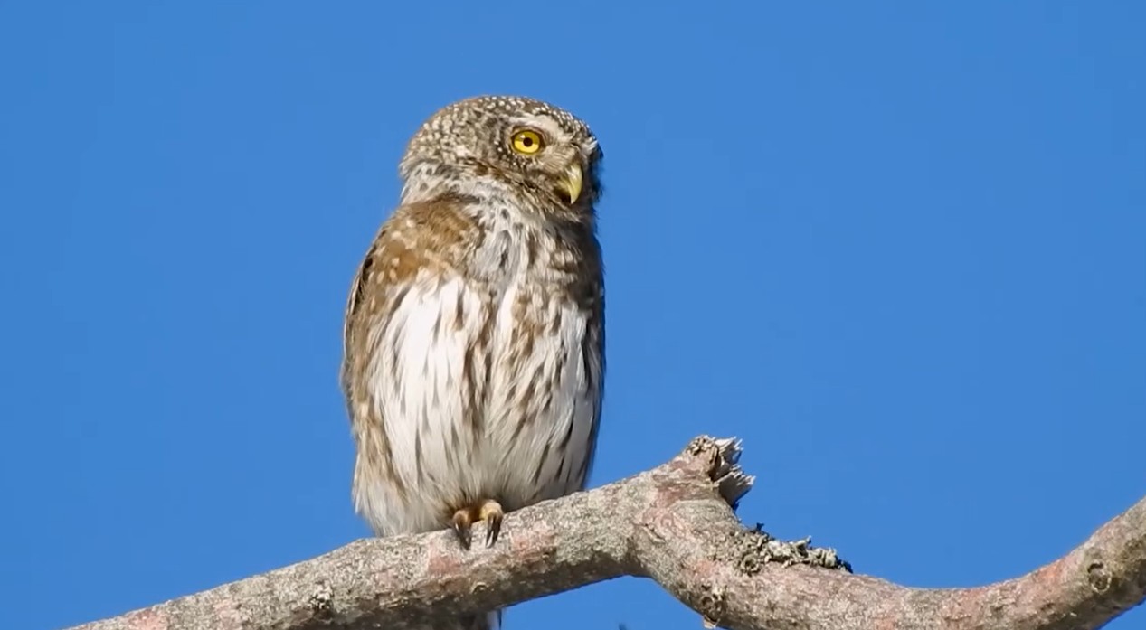 Apariții surpriză în Parcul Natural Apuseni| Foto: Parcul Natural Apuseni - Facebook