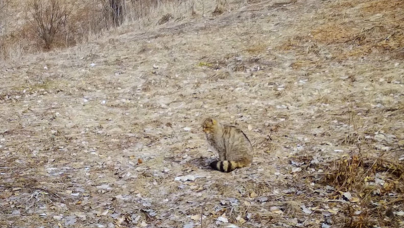 Imagini rare cu o pisică sălbatică, surprinsă în Parcul Natural Apuseni| Foto: Parcul Natural Apuseni - Facebook