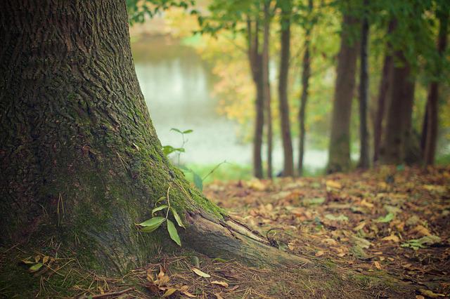 O femeie care era dată dispărută de la finalul lunii aprilie, a fost găsită moartă într-o zonă izolată din localitatea Moldovenești | Foto: pixabay.com