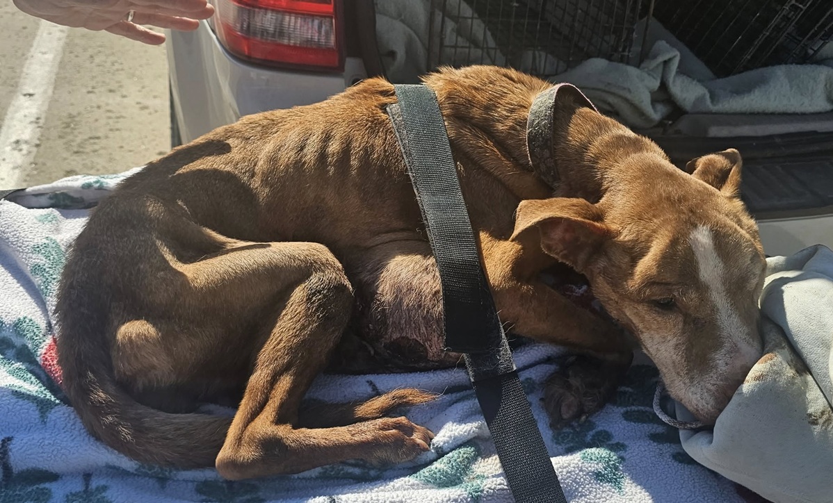 O cățelușă salvată după o viață petrecută în lanțuri a murit la scurt timp după ce a primit primele mângâieri de la voluntarii care au găsit-o. Foto: The Healthy Hearts and Paws Project
