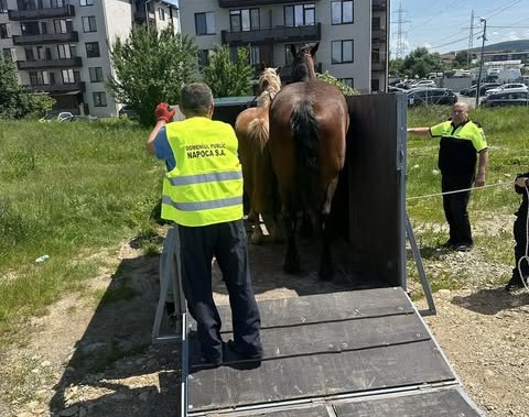 Doi cai găsiți printre mașini au fost ridicați de Poliția Locală din Florești, a anunțat primarul Bogdan Pivariu | Foto: Bogdan Pivariu - Facebook