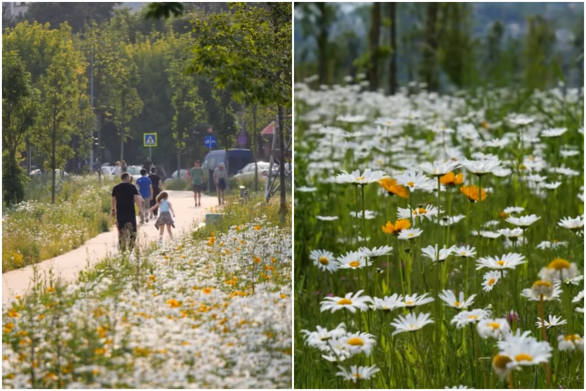 Cluj-Napoca: Malurile Someșului, un colț de natură redescoperit la început de vară | Foto: Emil Boc - Facebook