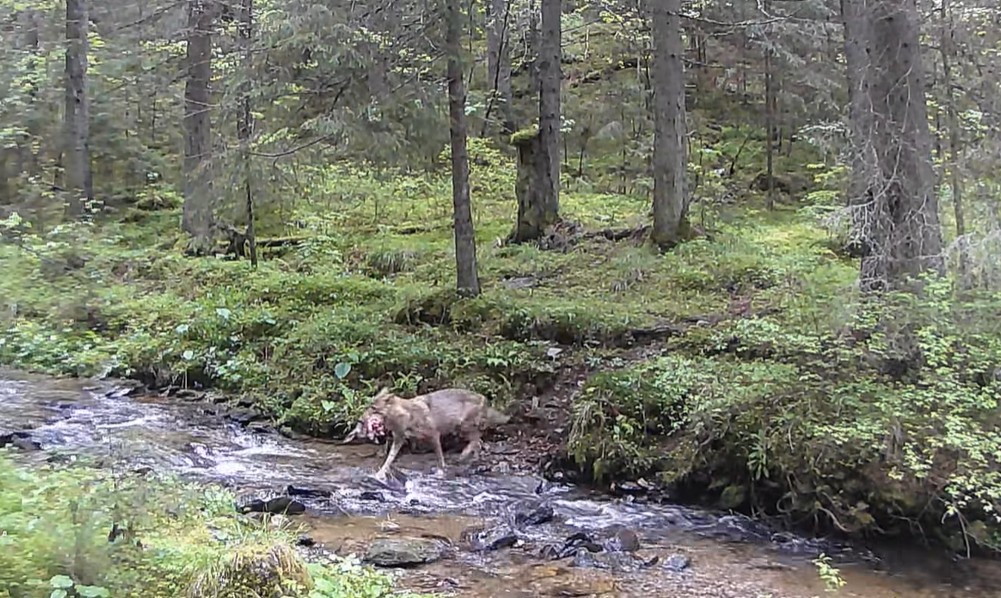 Viața sălbatică în acțiune. Lupi surprinși de camerele de monitorizare din Parcul Natural Apuseni | Foto: Raul Ghiran, Parcul Natural Apuseni - Facebook
