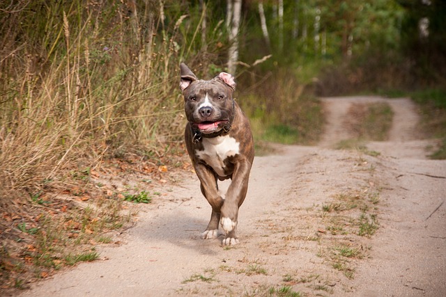 Fetiță atacată de un amstaff la Cluj. Stăpâna, condamnată la închisoare și obligată la daune morale | Foto: pixabay.com