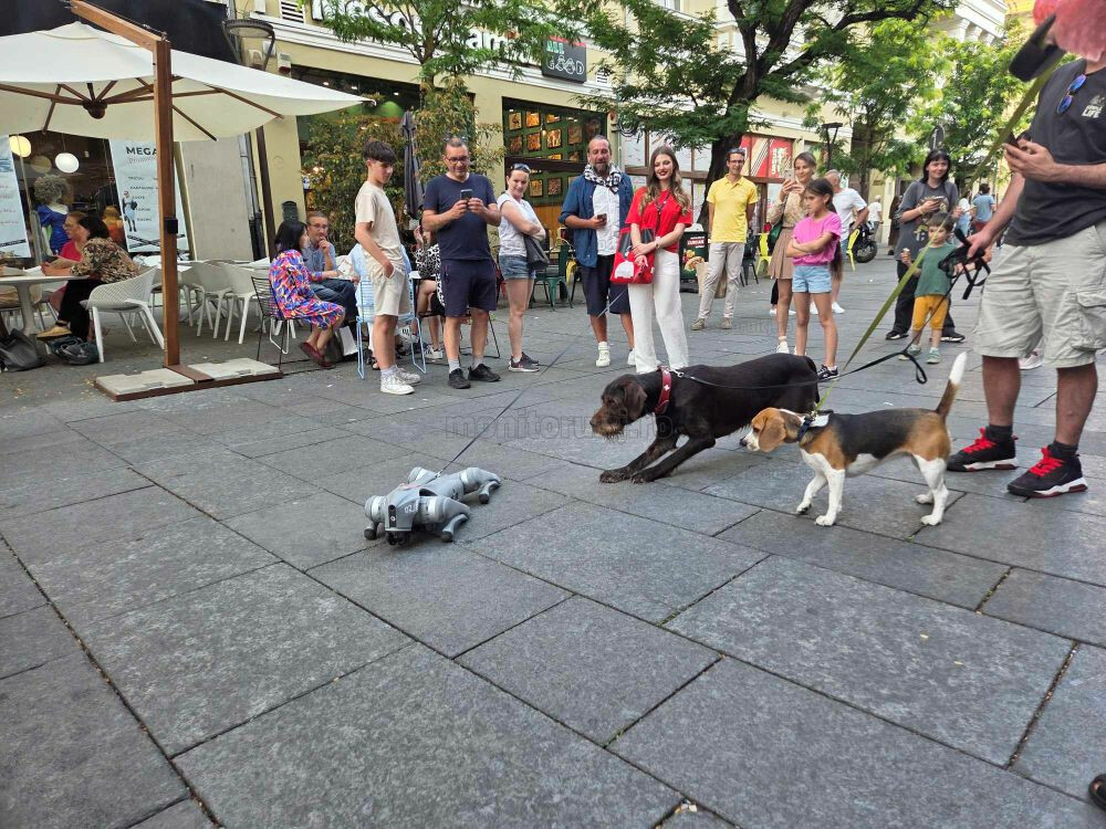 Întâlnirea dintre lumi la TIFF.24. Când natura „adulmecă” robotul | Foto: Eliza Lucaciu, monitorulcj.ro