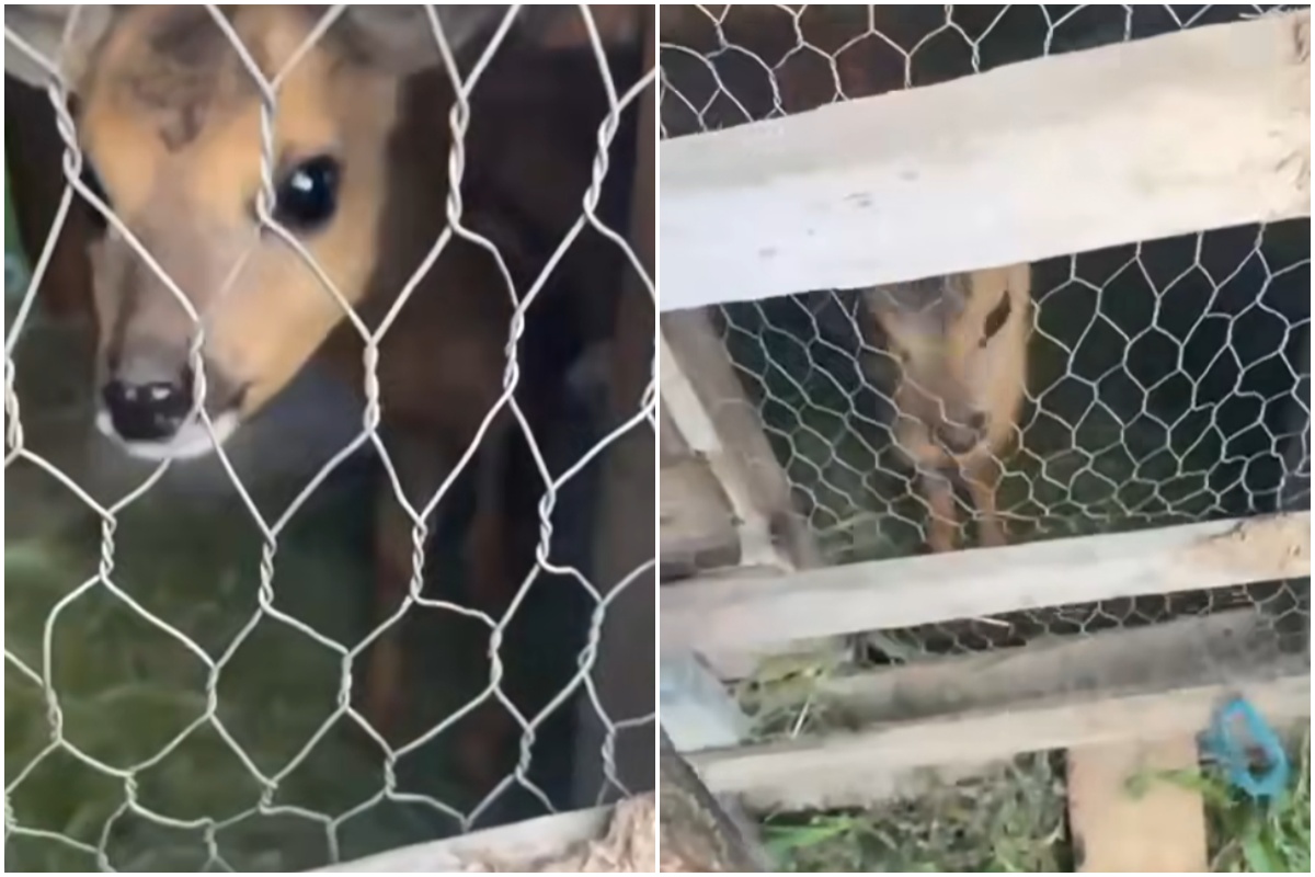 Pui de căprioară ținut ilegal în captivitate, salvat de jandarmii din Cluj| Foto: Jandarmeria Română - Facebook