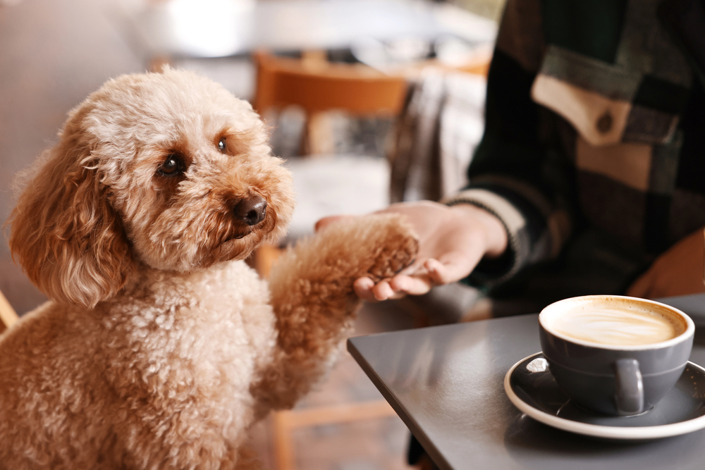 Localuri pet friendly din Cluj-Napoca. Unde poți să petreci timp alături de blănosul tău. |Foto: Depositphotos.com