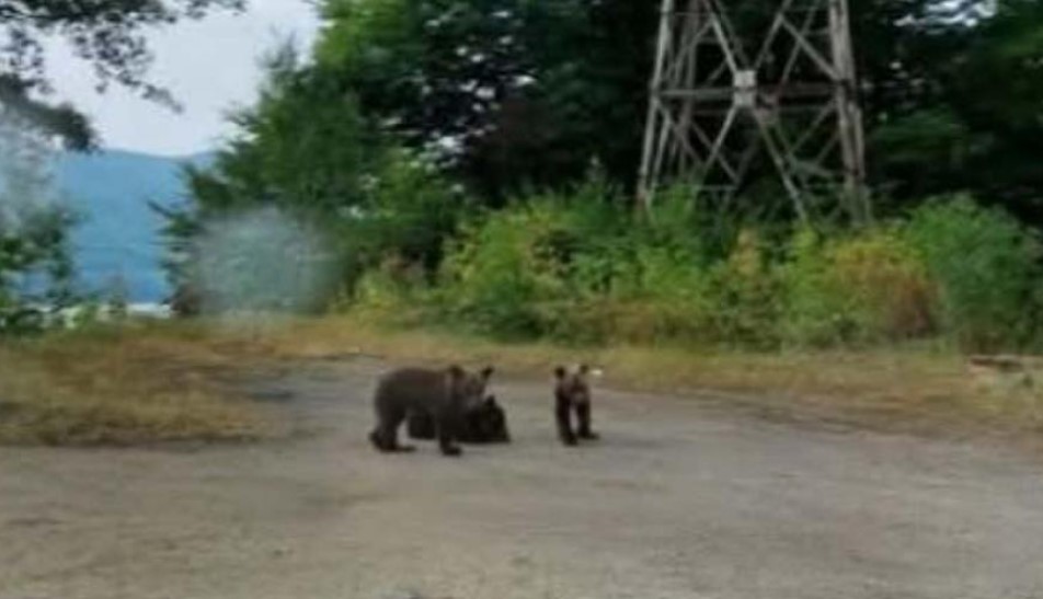 Cei 3 ursuleți orfani de pe Transfăgărășan nu au fost salvați nici până acum. Ministerul Mediului spune altceva!| Foto: imagini amator