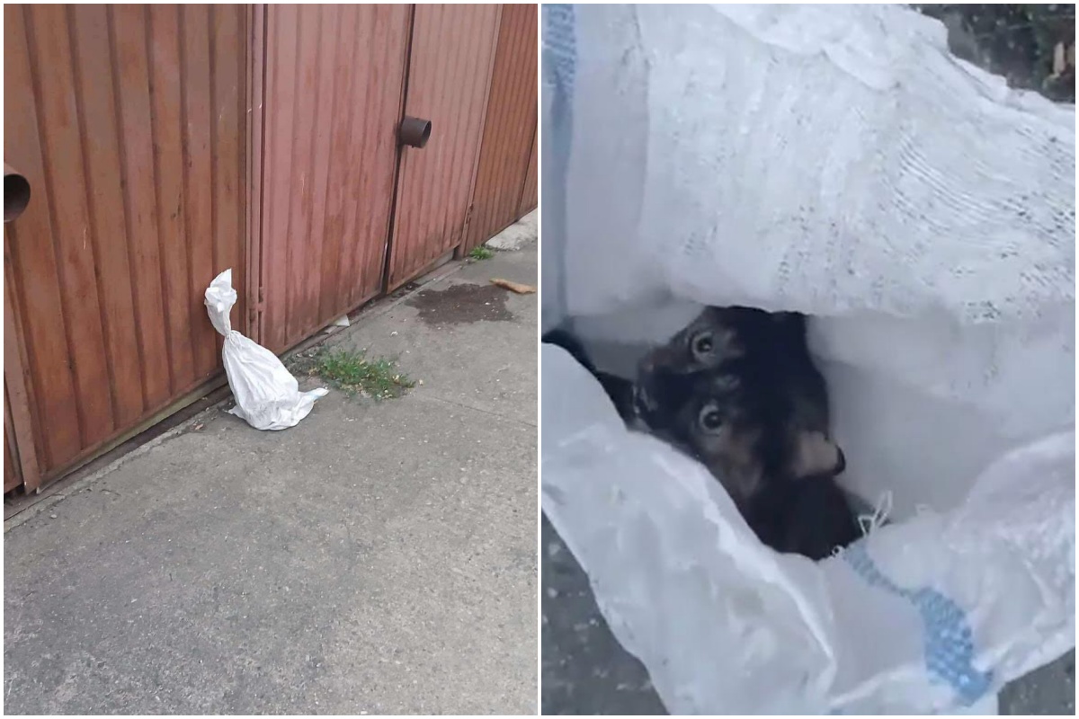 Pisică abandonată într-un sac legat, găsită lângă un gard| Foto: Green cats - Facebook