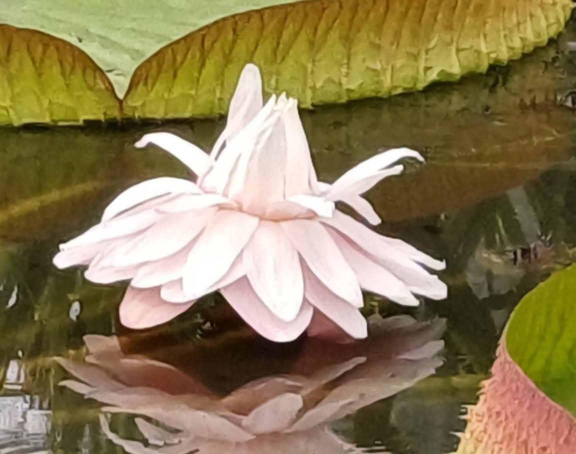 O minune vegetală la Grădina Botanică din Cluj. Victoria cruziana, nufărul uriaș din Amazon| Foto: Grădina Botanică "Alexandru Borza" Cluj-Napoca Universitatea Babeș-Bolyai - Facebook