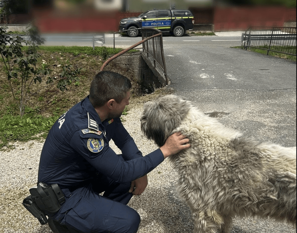 Câine descoperit într-un adăpost ilegal în Căpușu Mic, județul Cluj | Foto: IPJ Cluj