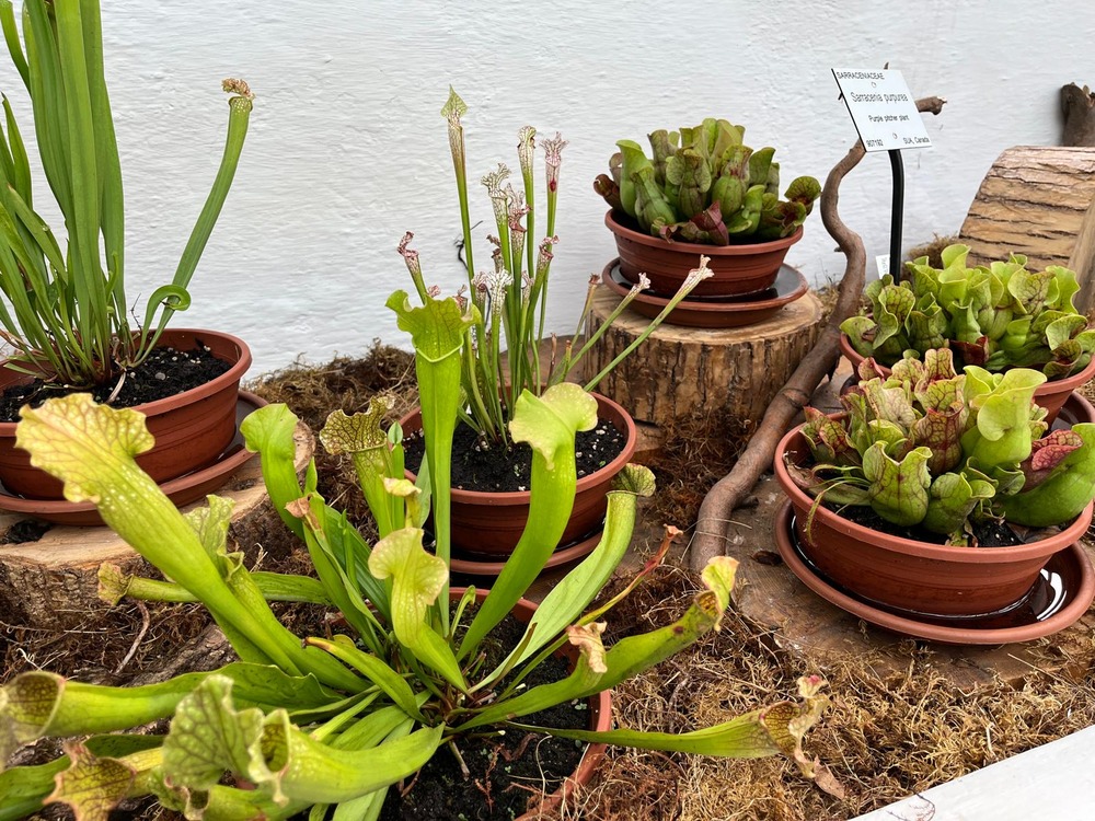 Grădina Botanică „Alexandru Borza” din Cluj-Napoca organizează o nouă ediție a Expoziției de Plante Carnivore. | Foto: Grădina Botanică