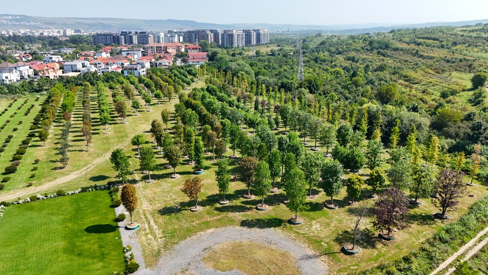 Peste 700 de arbori maturi pregătesc viitorul „pădurii urbane” din Cluj |Foto: RIVUS