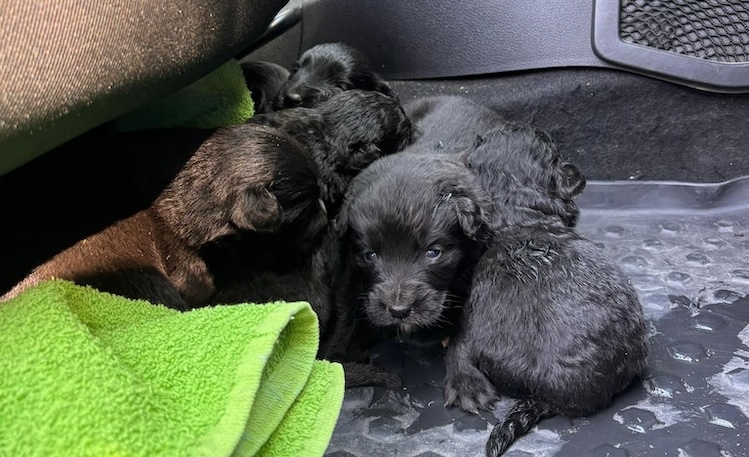 Șașe pui de câine au fost abandonați într-u sac înnodat în zona lacului Beliș | Foto: IPJ Cluj