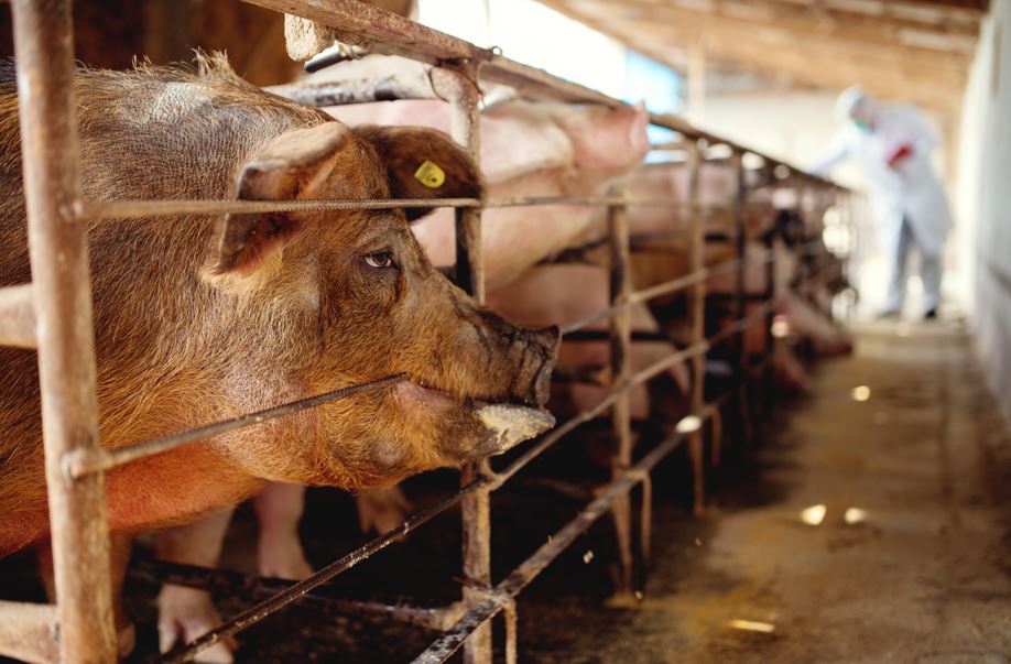 Alertă în Cluj! Focar de pestă porcină în Apahida. Zone de protecție și măsuri prevenție pentru crescătorii de animale.|Foto: Depositphotos.com
