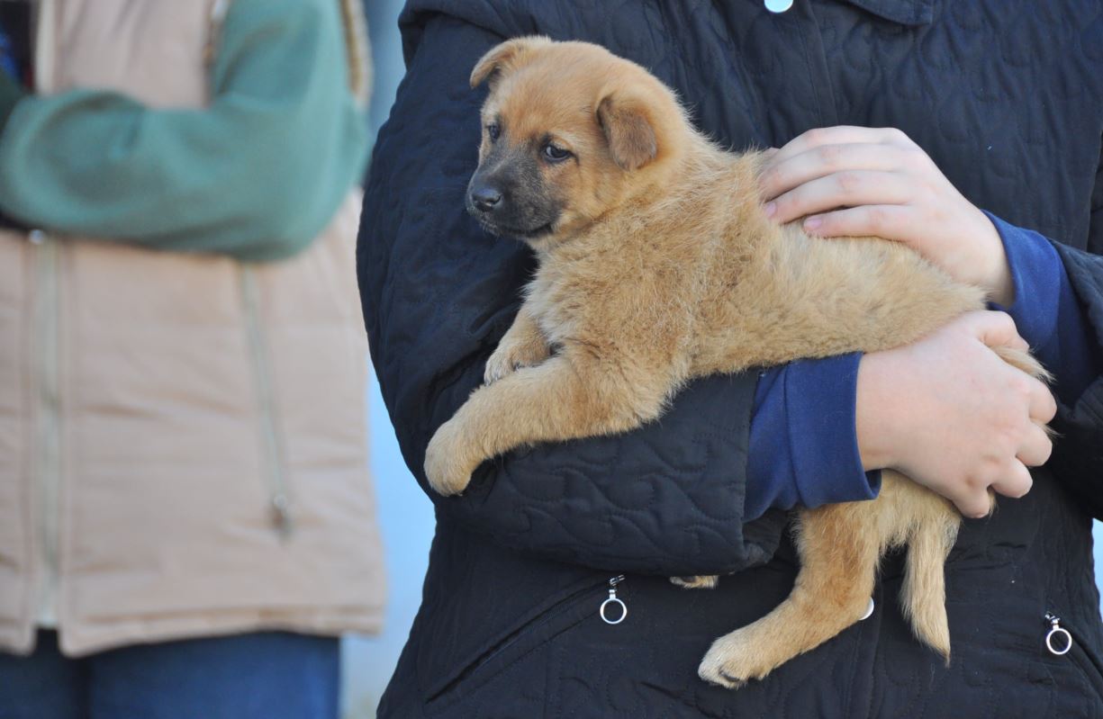 Românii, mari iubitori de animale de companie: peste jumătate au cel puțin unul|Foto: monitorulcj.ro