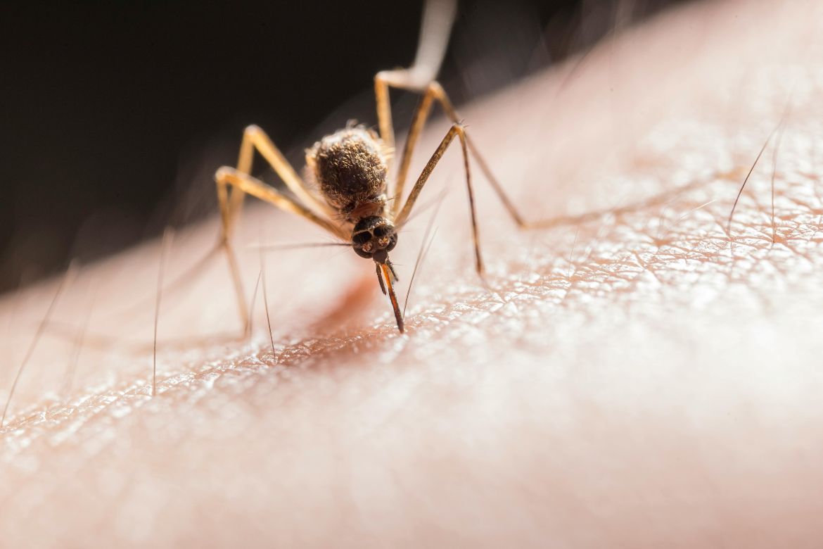 Un caz de infectare cu West Nile a fost identificat la Cluj | Foto: Pexels