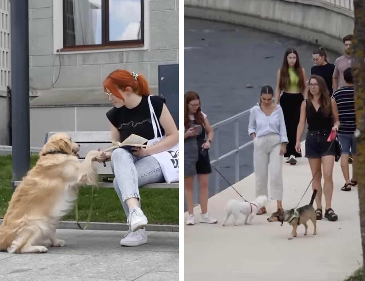 Clujenii își pot steriliza gratuit animalele de companie | Foto: Captură video Facebok, Emil Boc