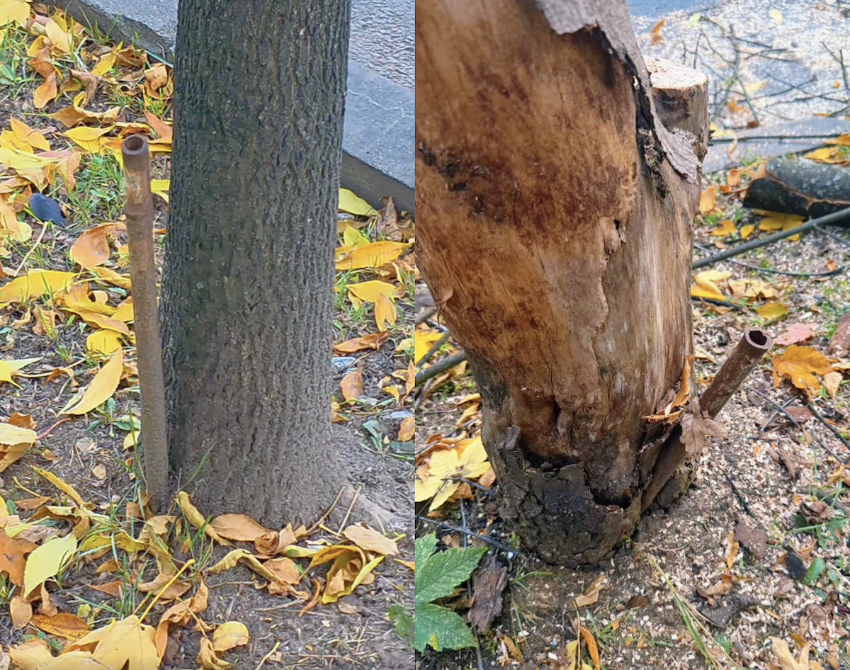 Unii clujeni își bat joc de natură | Foto: Captură video Facebook, Dan Tarcea