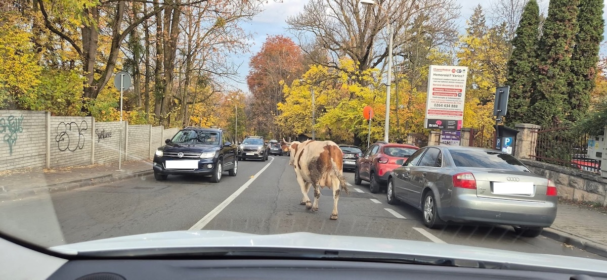 O vacă la plimbare pe străzile din Cluj-Napoca | Foto: monitorulcj.ro