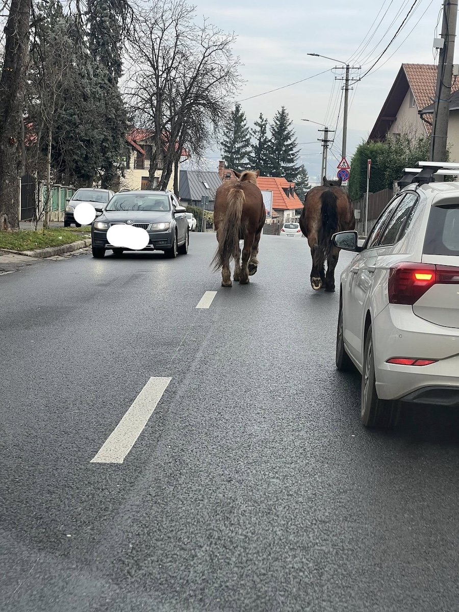 Doi cai, la primbare în Cluj-Napoca, duminică, 7 decembrie 2025 | Foto: Grup Facebook - Info Trafic Cluj-Napoca, Daniel Jurca