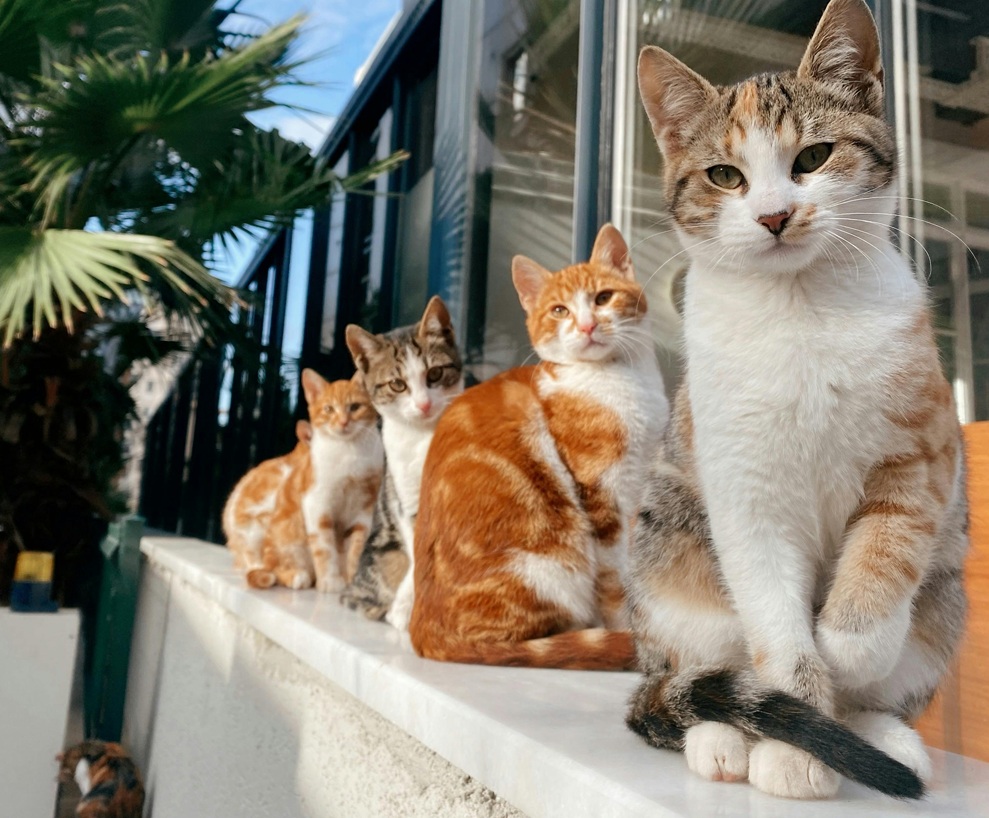 Panica de Revelion: animalele fug, se rănesc și pot muri – cum previi tragedia?|Foto: Pexels