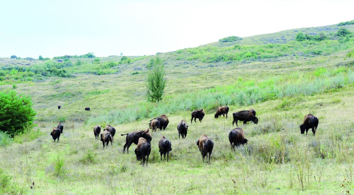 Alertă în Cluj: zeci de cadavre de animale sălbatice, descoperite în Recea Cristur|Foto: arhivă monitorulcj.ro