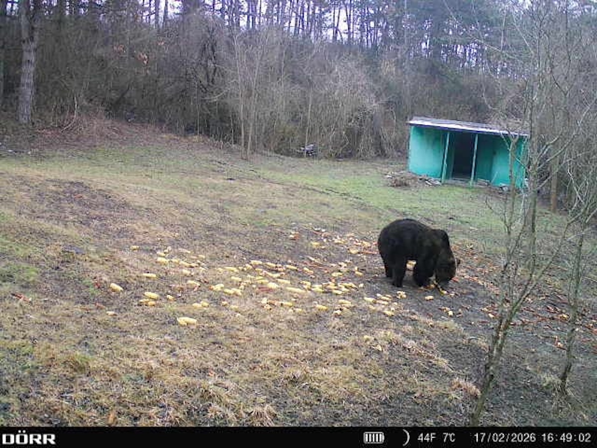 Un urs a fos văzut în comuna clujeană Bonțida | Foto: Facebook, Primăria Bonțida