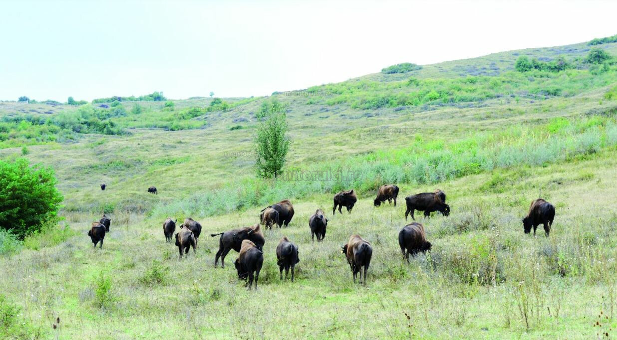 Dosar penal pentru uciderea cu intenție a animalelor în cazul fermei din Recea Cristur|Foto: arhivă monitorulcj.ro