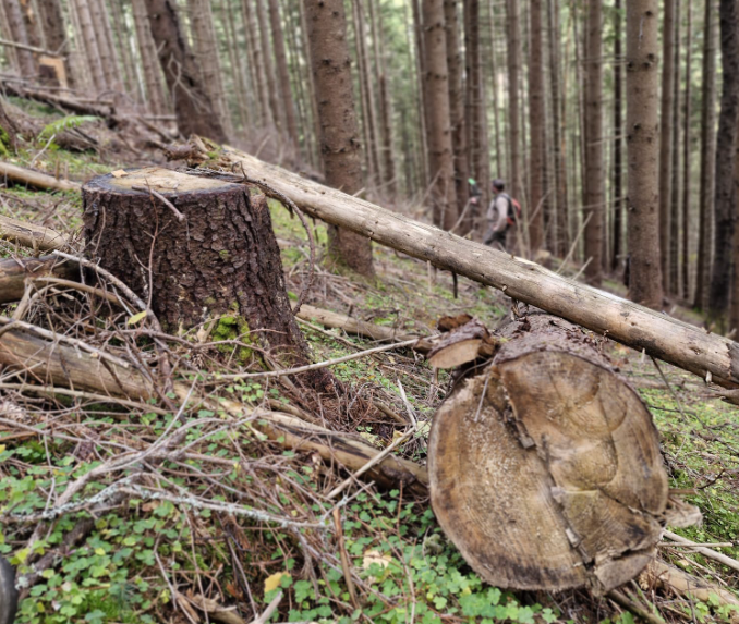 Mafia Pădurilor ajunge la pușcărie. Frații Grec, condamnați definitiv după scandalul milionului de la Romsilva  |Foto: Mihai Goțiu- Facebook