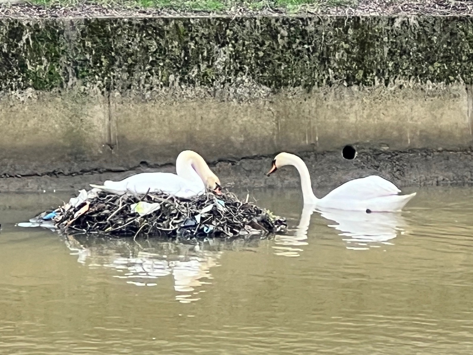 Cuibul unei perechi de lebede cara așteaptă pui, râul Someș, în Cluj-Napoca | Foto: cititor monitorulcj.ro