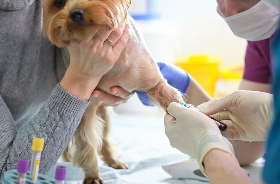 Programul de microcipare, înregistrare și sterilizare a câinilor este acum accesibil tuturor clujenilor.| Foto: DepositPhotos.com