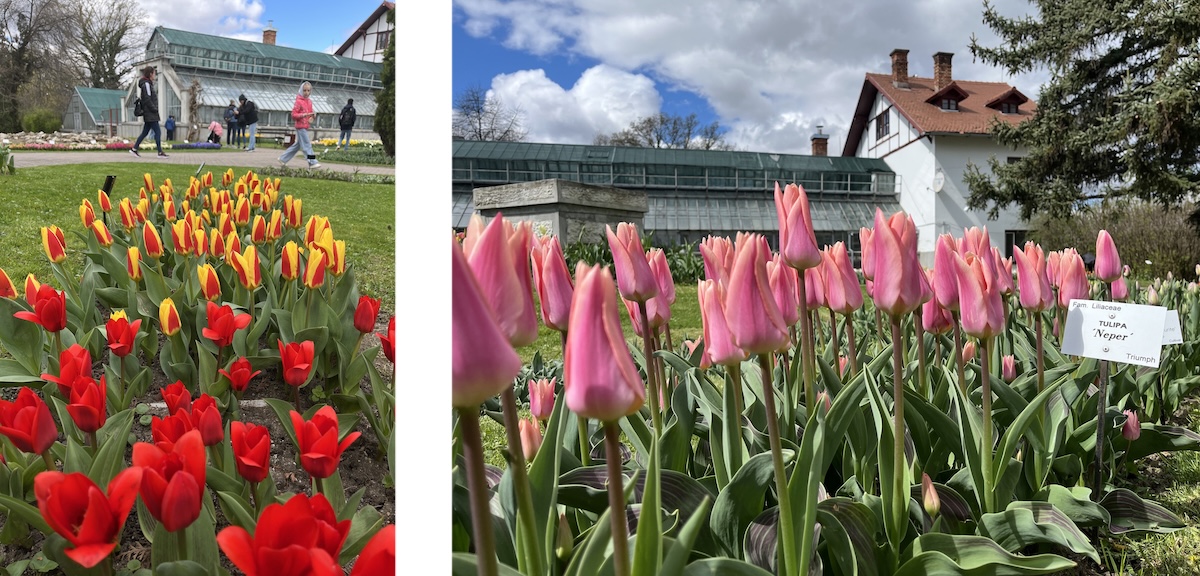 Lalelele au înflorit la Grădina Botanică din Cluj | Foto: Facebook, Grădina Botanică „Alexandru Borza” Cluj-Napoca
