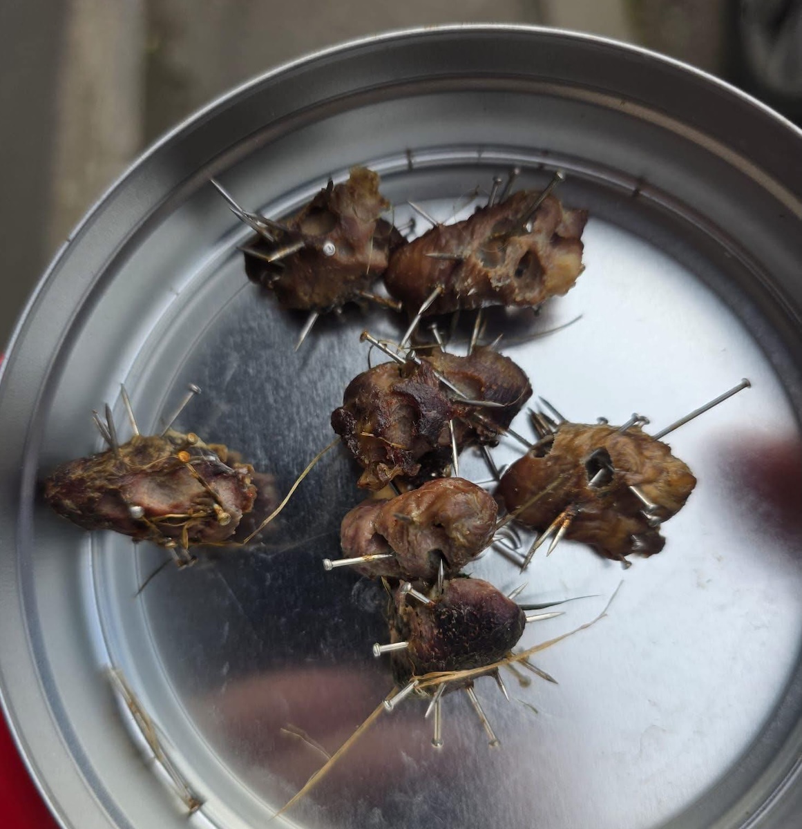 Cuie înfipte în bucăți de carne, zona Calea Baciului, Cluj-Napoca| Foto: Grup Facebook, Protecția Animalelor Cluj / Moni Moni