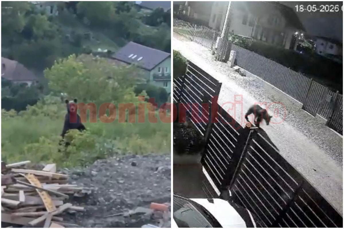 Tot mai mulți urși dau târcoale în județul Cluj | Foto: cititoare monitorulcj.ro